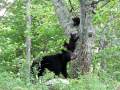 Black Bears in Shenandoah National Park