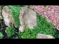 A Misty Morning Stroll Along Dry Stone Walls & Spring Plantings in March