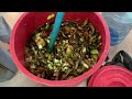 Looking for banana trees - Composting banana trees #banana