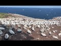 Enjoying the beauty of nature & the breathtaking site of a northern gannet colony up-close🏔️🏞️🐥🐤🐣