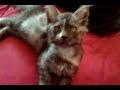 Cute Maine Coon Kitten