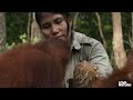 Rescued Baby Orangutans Exploring The World | Love Nature
