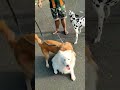 LONGEST DOGS CONVERSATION Ever TRANSLATED | Golden Labrador Mix Story Ep05 | Golden Mutt / Mix Breed