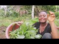 FIRST HARVEST FROM MY MIXED VEGETABLE  GARDEN #harvest #vegetablegarden #viralvideo