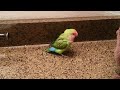 Lovebird Taking A Bath