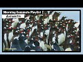 [playlist] Antarctic morning commute music, happy day, penguins' mood