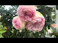 20240515 Rose Garden Tour #巡园记 加州五月清冷的天气简直是David Austin Roses的天堂啊！#入玫瑰坑第三年 #花园在不远游 #zone9b #Socal