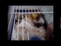 Obedient Hamster Roxy