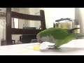 my bird’s daily juice ( quaker parrot)
