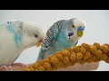 How to Tame Your Bird Really Fast | EVERYTHING You Need to Know