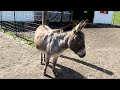 Oregon Donkey Sanctuary, gettin' dat itch 3-5-24
