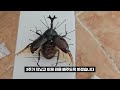 How to Keep Your Precious Insects Forever, Making Insect Sample