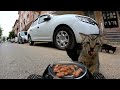 Feeding Street Cats with RC Car