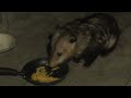 Possum Eating 2 9 24