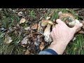 Spruce and beech autumn white mushrooms in the Carpathians (2020) Boletus edulis in the beech fore