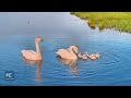 Check out a swan family's new abode in Inner Mongolia, north China