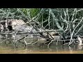 Furry woodland critters while kayaking the river.