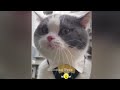 🐱 You Laugh You Lose ❤️ Best Funniest Catss Video 2024 🤣