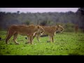 4K Animal - Amazing World of  Animals | Scenic Relaxation Film