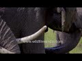 Elephant mud bath extravaganza: Nature's gentle giants at play