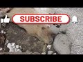 Capybara baby! Cuteness Overload! 😍 Izu Animal Kingdom in Japan