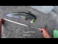 Lure Fishing in HOME