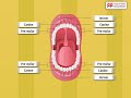 Types of Teeth and Structure of a Tooth | Macmillan Education India
