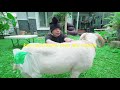 Tarok KAMBING Di Kamar BANG ATTA HALILINTAR!!! JANTUNGNYA KAGET!!! **kasihan**