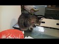 Naughty Cat steals Halloween candy