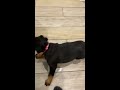 The Rottweiler puppy Is LiKe  I’m here Momma 🐾🤣 🥰 #Shorts #rottweiler