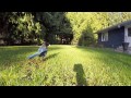 Steller's Jays - Slow Motion GoPro