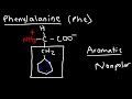 Memorize The 20 Amino Acids - The Easy Way!