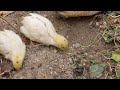 The Colours of Quail Part 3 - The English White & Panda La codorniz blanca inglesa La caille blanche