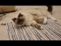We are just catnipping here 🥳🥳 Ragdoll cats relaxing