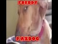 Freddy Fazdog Lore