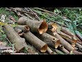 Harvesting cinnamon bark for sale - Raising chickens - Daily life | Lý Thị Thu