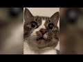 Try Not To Laugh 🤣 New Funny Cats Video 😹 - Tuxedo Cat Part 27