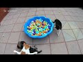 Cat Fight Compilation Video | 4K