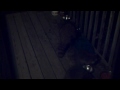 Raccoons Eating the Cat Food
