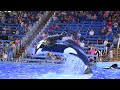 Orca Encounter (Full Show) - SeaWorld San Antonio - March 15, 2024