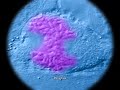 Organização estrutural de um cromossoma durante a mitose
