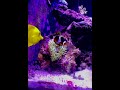 Clownfish finds anemone for the first time.