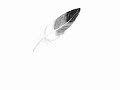 Drawing a feather on iPad Pro