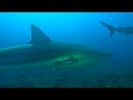 Shark Dive off the coast of roatan.