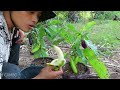 How To Grow Eggplant Tree With Banana Fruit | Growing Eggplant