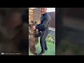 When Animals Don't Forget Their Owners | Animal Reunion After Years !