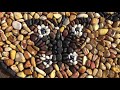 how to make a Pebble Mosaic