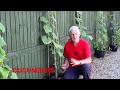 5 Veggies to Plant After Harvesting Potatoes PLUS 5 to Avoid! (inc. How to Replenish your Soil) #124