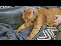 Cat with Bent Ear LOVES Belly Rubs and Kneads on Blanket (1 of 2)