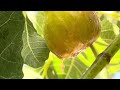 #homegarden  Fig Fruit #organicfarming